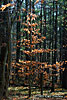 winter leaves
