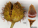 fruit