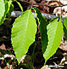 leaves