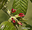 female flowers
