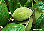 fruit