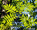 leaves