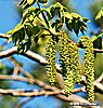 male ament
