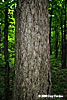 trunk
