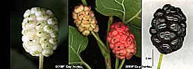 fruit