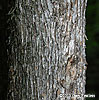 bark