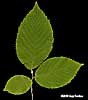 branch