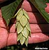 infructescence