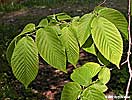 leaves