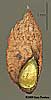 seed