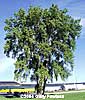 Populus deltoides
