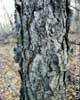 bark