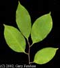 leaf