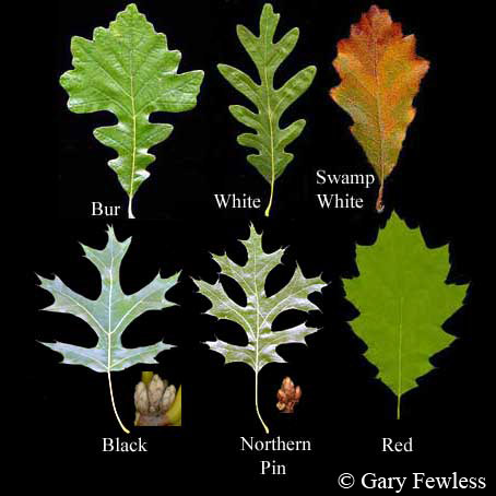 Trees of Wisconsin: Quercus alba, white oak