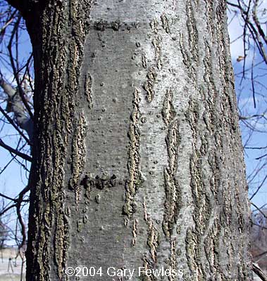 Trees of Quercus rubra, red oak