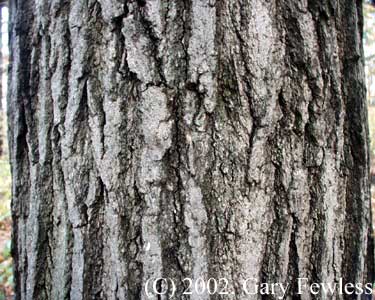 Trees of Quercus rubra, red oak