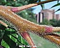 twig
