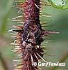 branch with thorns