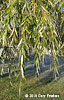 branch