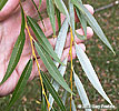 leaves