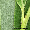 leaves