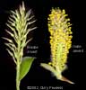 Salix bebbiana