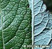 leaf surfaces
