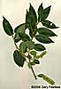 branch