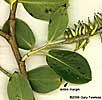 fertile branch