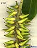 fruit