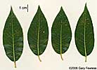 leaves