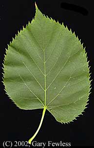 american linden tree leaves