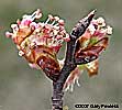 flower bud