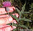 leaf and flower head