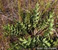 basal rosette