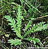 basal leaves