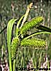 inflorescence