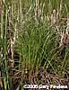 Carex stricta