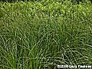 Carex stricta