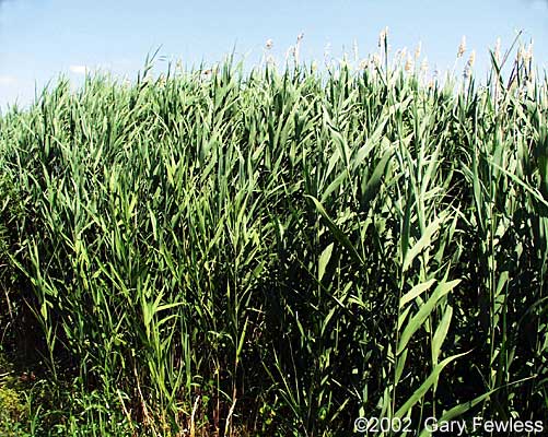 COMMON PLANTS of WISCONSIN