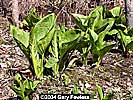 plants