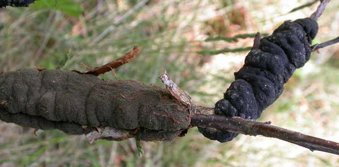 Blac Knot fungus. Photo by Roy Lukes.