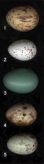 mouse over eggs to see species names.