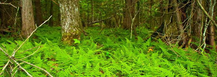 Peninsula center understory.