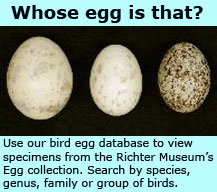 Click to search bird egg database.
