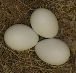 Unmarked Herring Gull eggs are referred to as blue eggs.