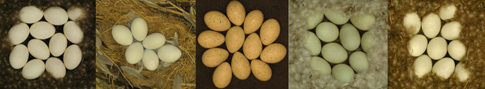 eggs in nests