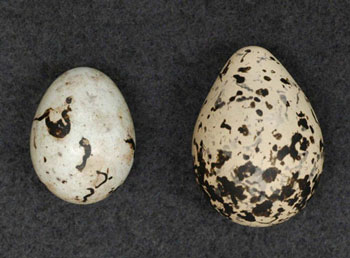 Common Grackle and Killdeer eggs differ in size.