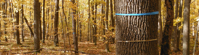 Bird Banding. Photo by Aaron Groves.