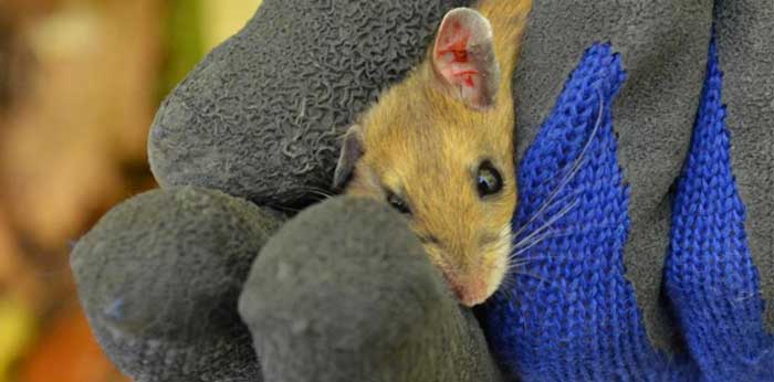 Field mouse from Wabikon plot.